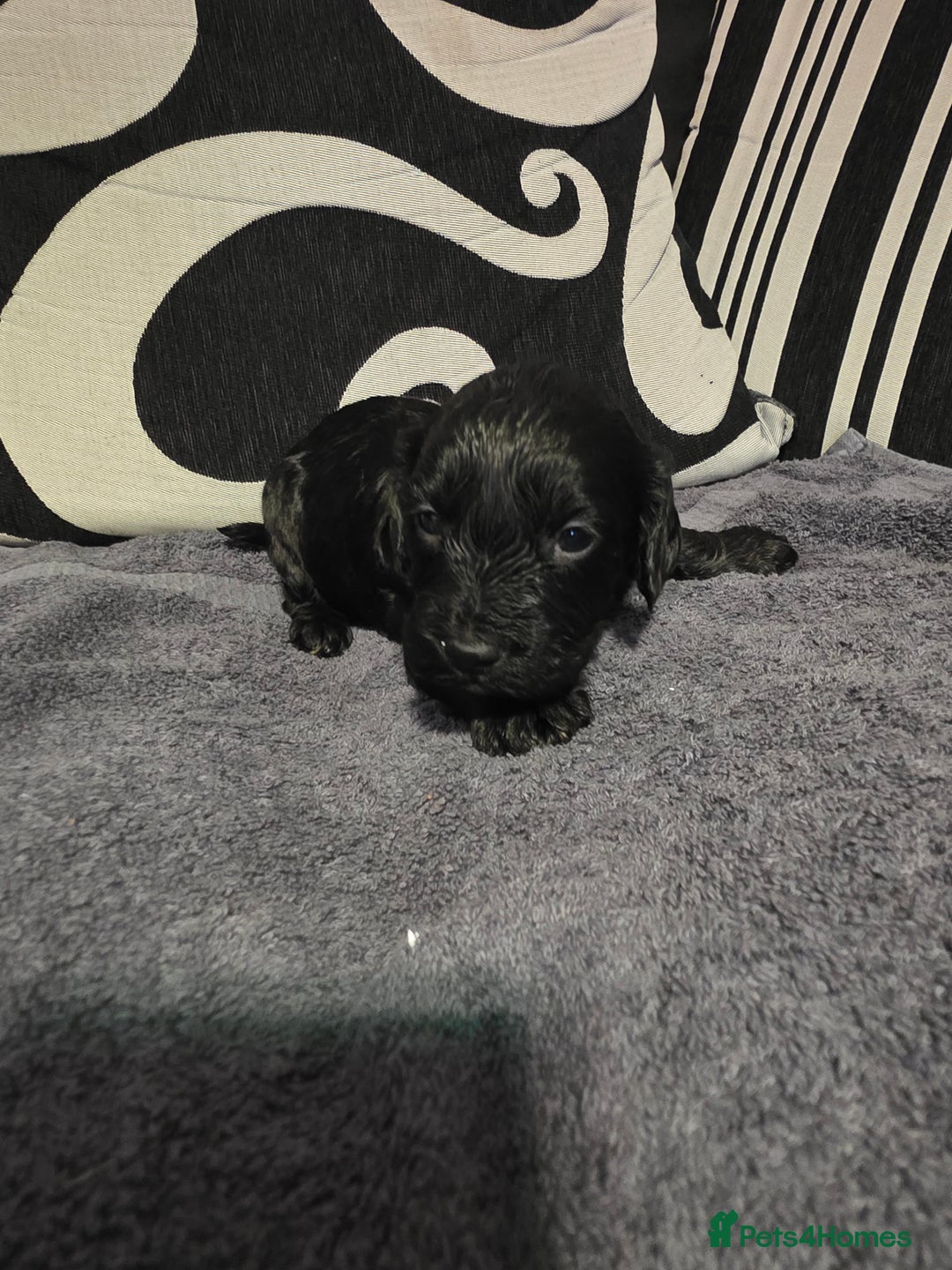 Cockapoo dogs for sale: F1B Cockapoo puppies - Advert 7