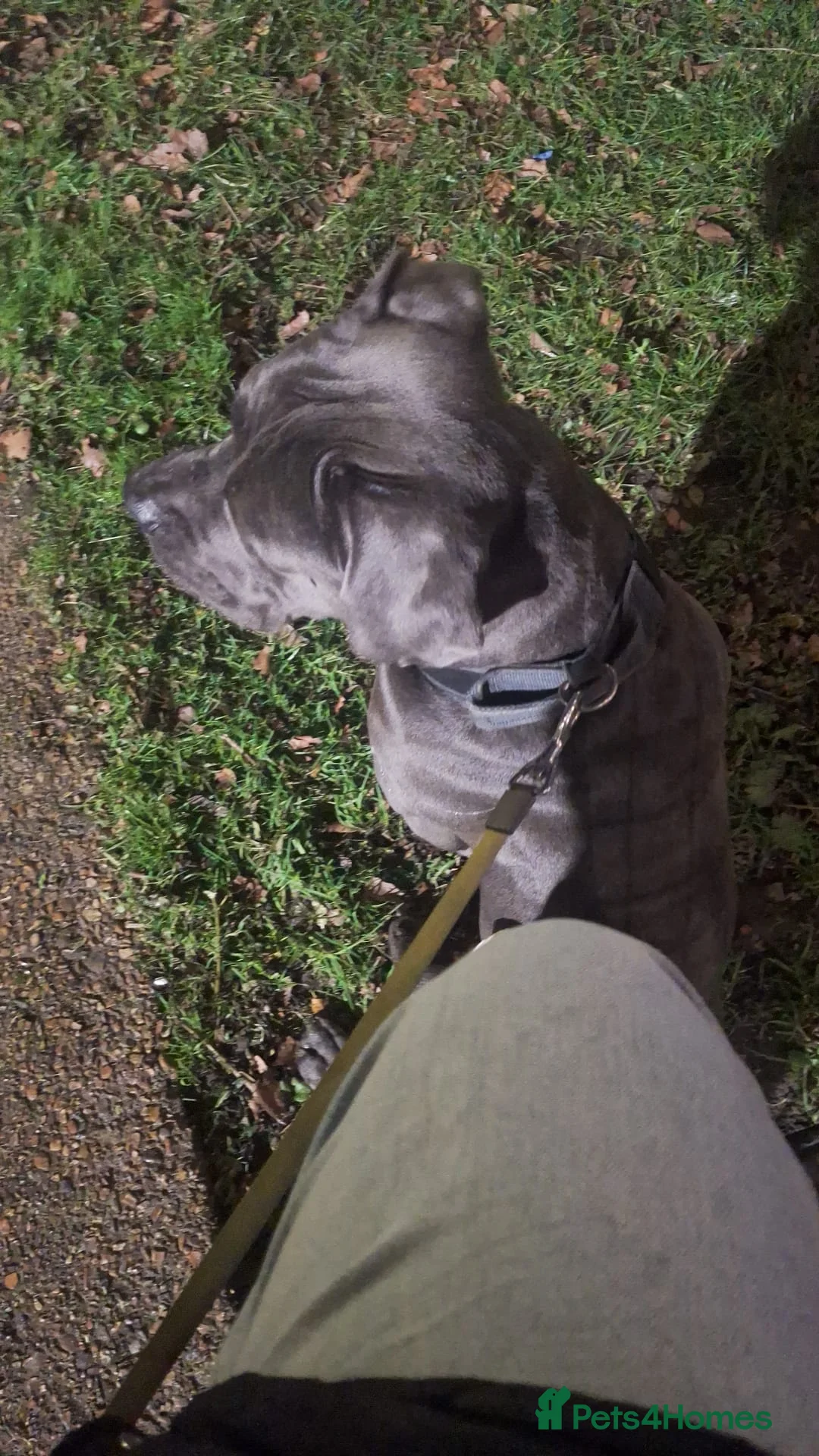 Mixed Breed dogs for sale: Alapaha Blue Blood Bulldog X Cane Corso Puppies  - Advert 3