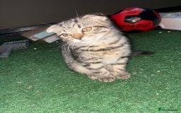 Mixed Breed cats for sale: Beautifully natured boy kitten ❤️ - Image 6