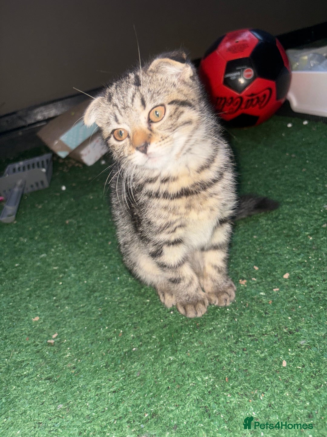 Mixed Breed cats for sale: Beautifully natured boy kitten ❤️ - Image 6