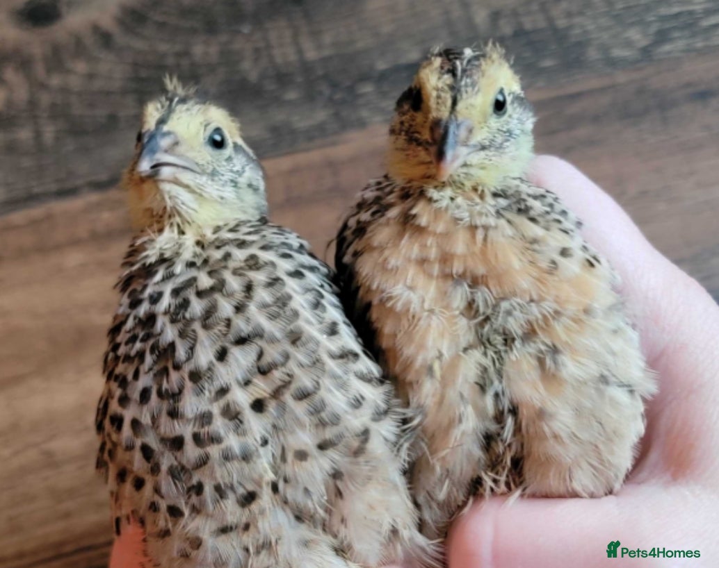 Quail poultry Male and female quail  - Advert 17