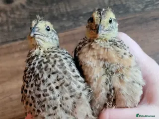 Quail poultry Male and female quail - Advert 17