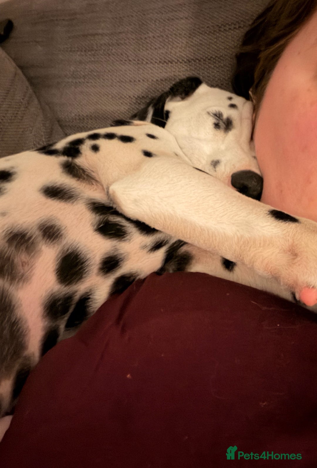 Dalmatian dogs for sale: Male KC Registered Dalmatian Puppy - Advert 3
