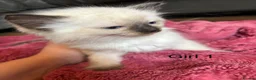Ragdoll cats for sale: Beautiful Ragdoll Kittens for sale (REDUCED) - Advert 10