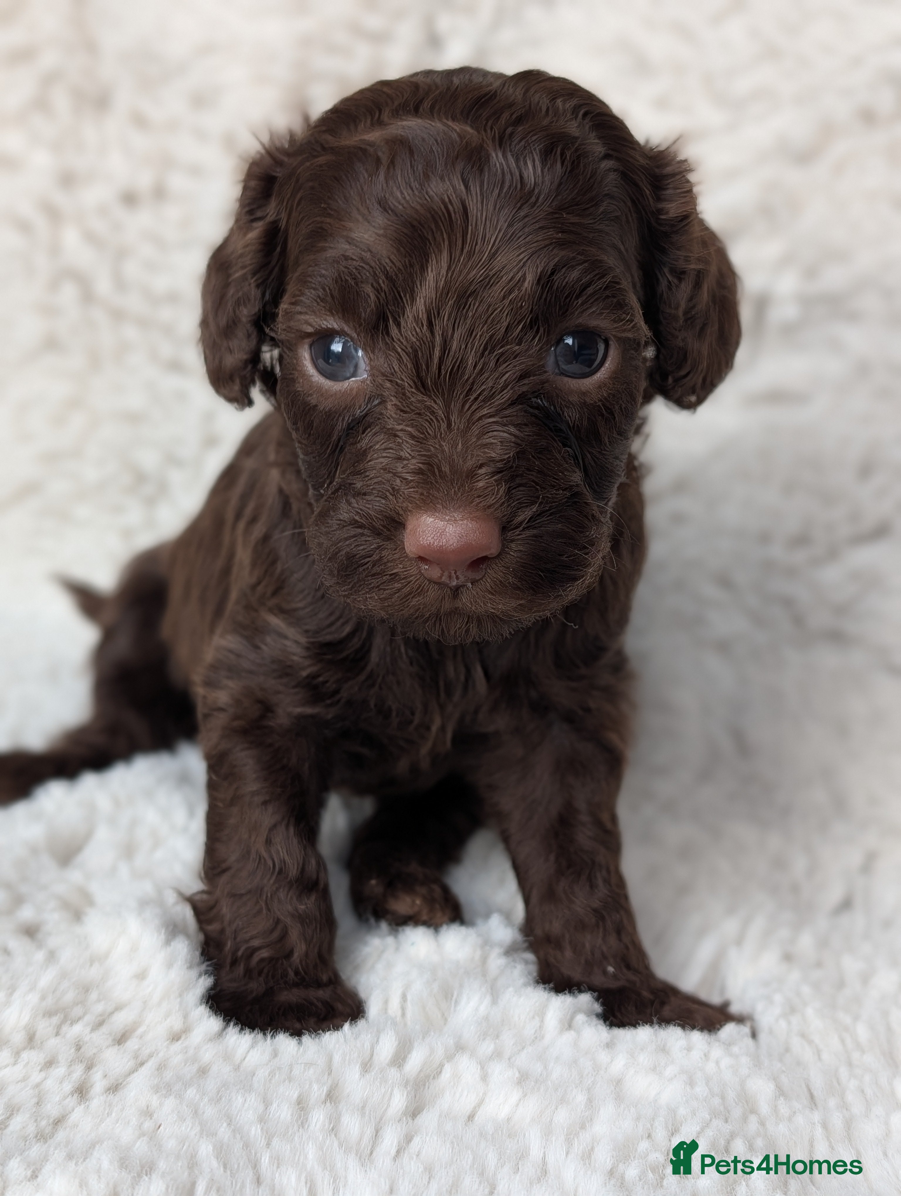 Cockapoo dogs PRA clear. Chocolate and Phantom Cockapoo pups - Advert 4