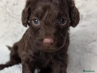 Cockapoo dogs PRA clear. Chocolate and Phantom Cockapoo pups - Advert 4