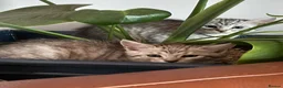 Maine Coon cats for sale: Maine Coon Cross British short hair  - Advert 8