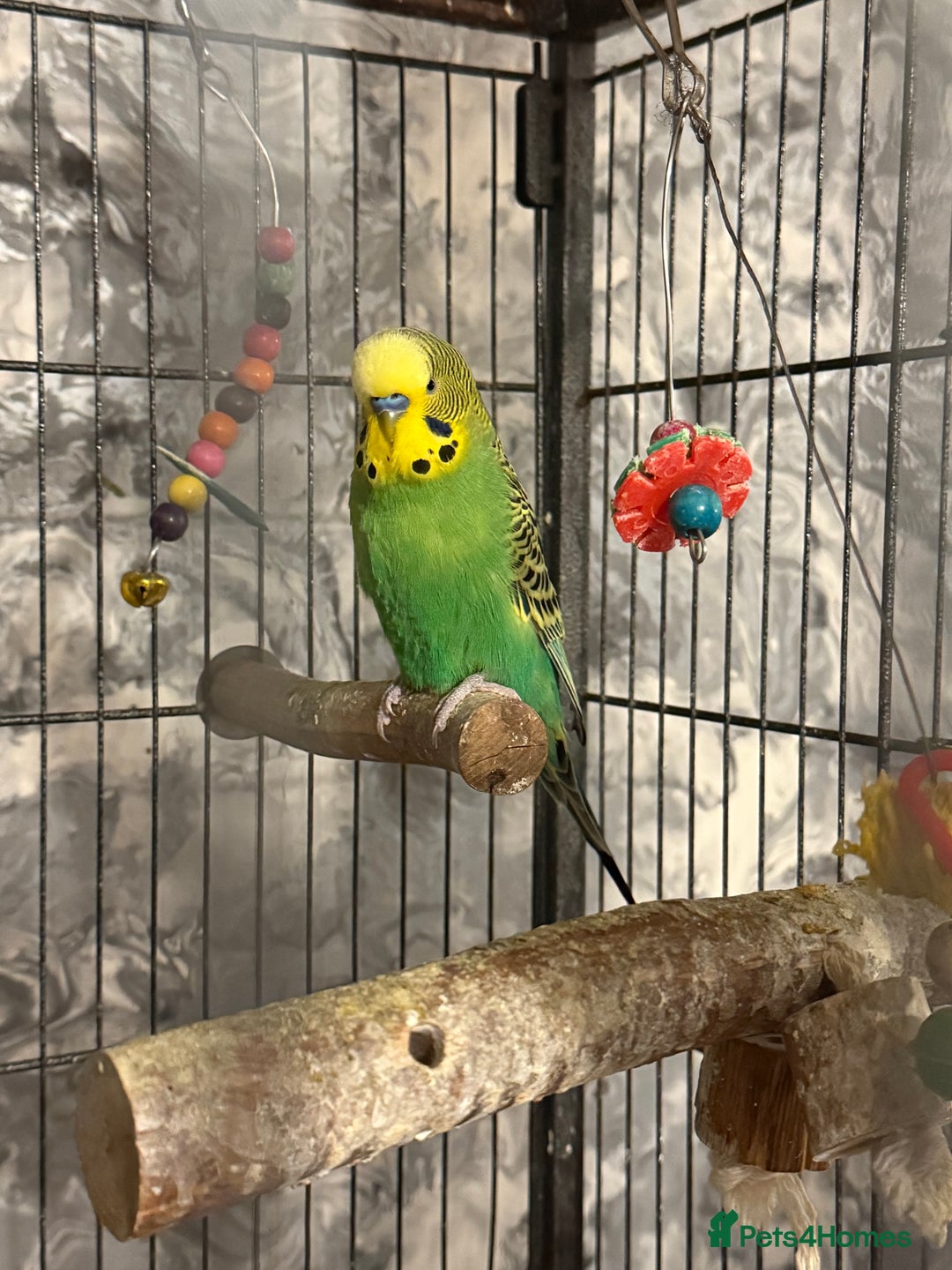 Budgerigars birds for sale: Budgies for sale ,canvey island £20 each. - Advert 6