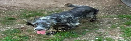 English Setter dogs for adoption: Laya  in Alfreton - Advert 7