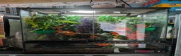 Frog reptiles for sale: 4 x whites tree frogs in Leicester - Advert 2