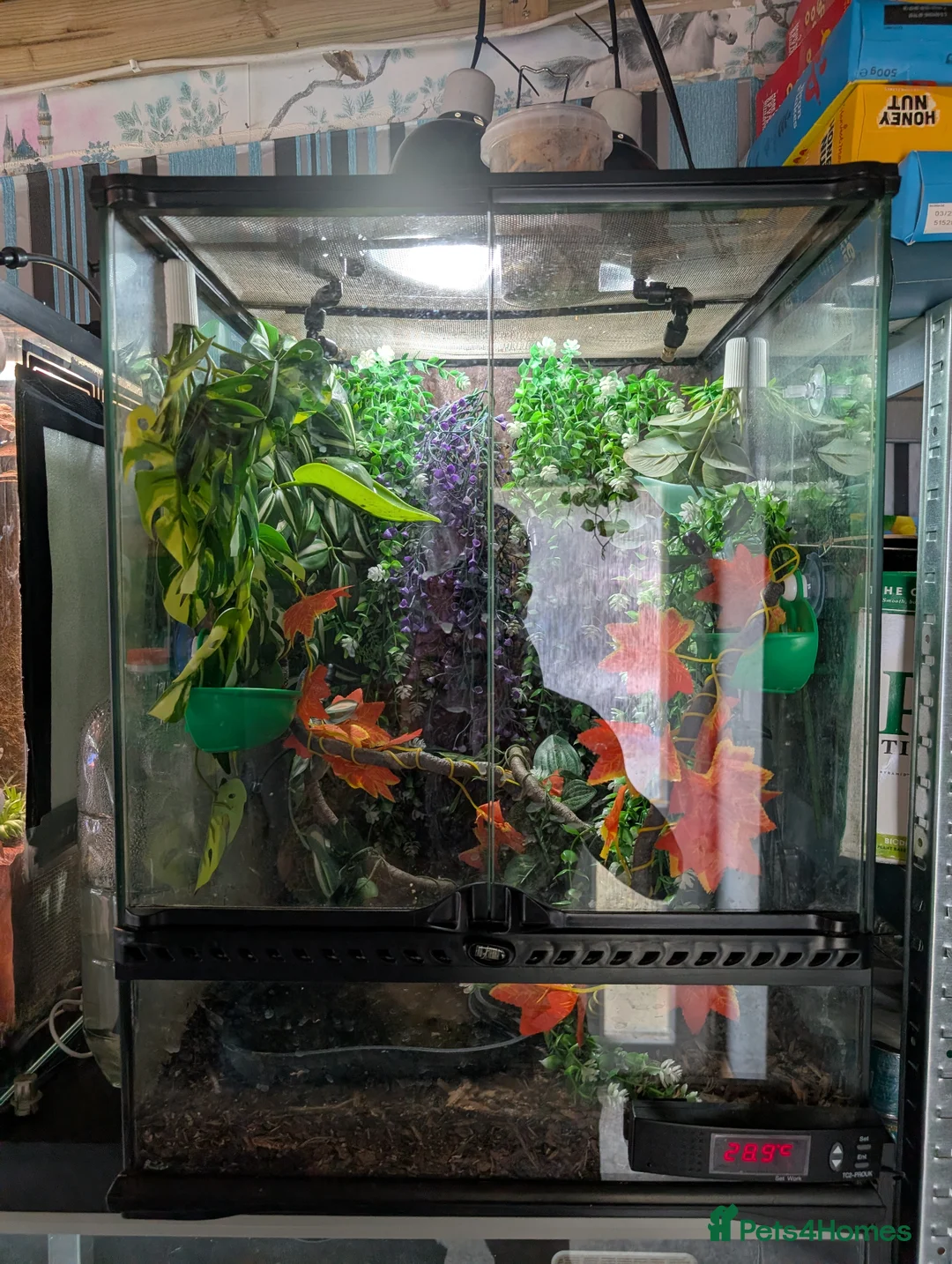 Frog reptiles for sale: 4 x whites tree frogs in Leicester - Advert 2
