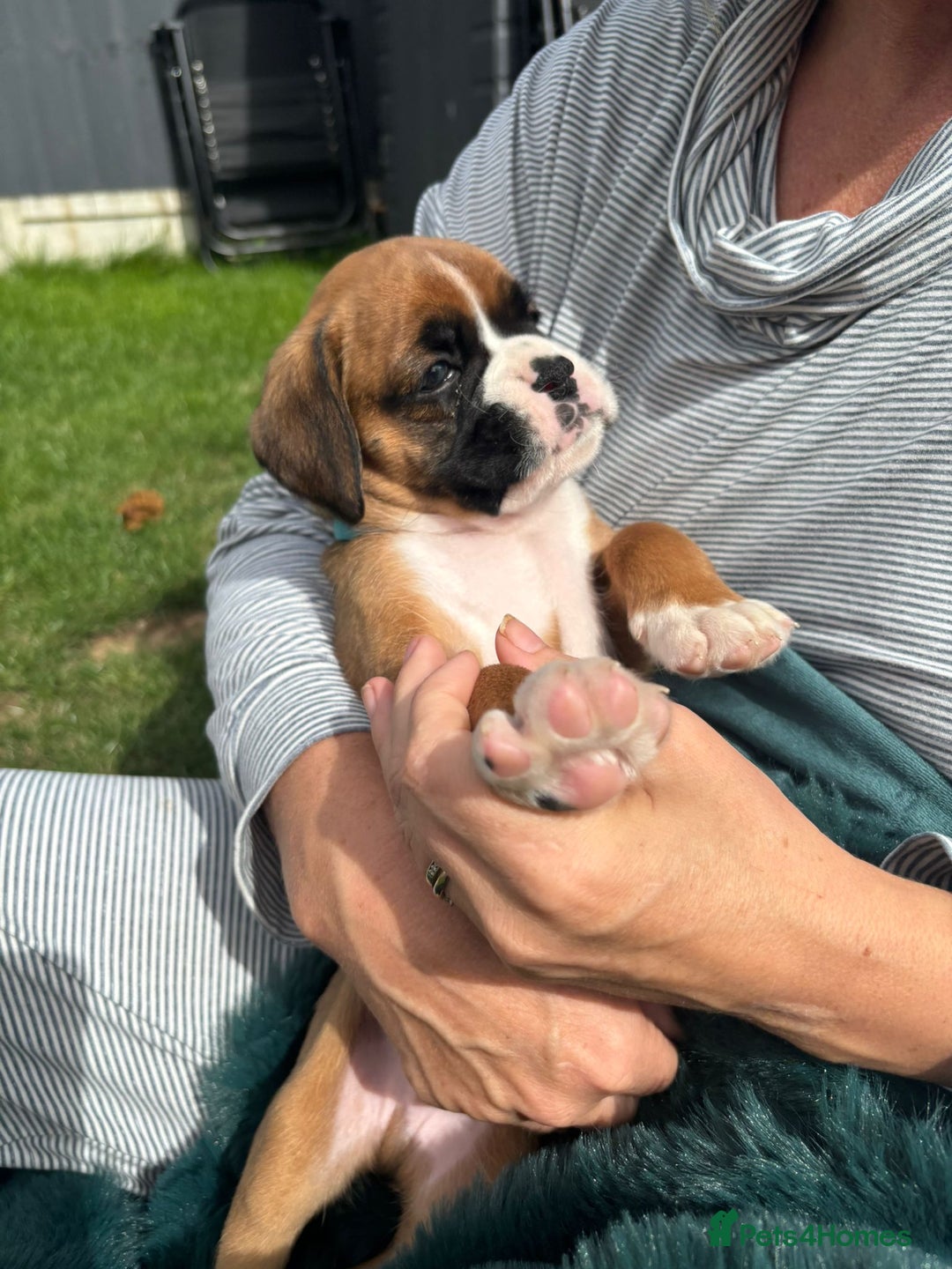Boxer dogs for sale: KC PEDIGREE BOXER PUPPIES  - Image 33