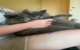 British Shorthair cats for sale: Beautiful litter of baby blues ready  - Image 12