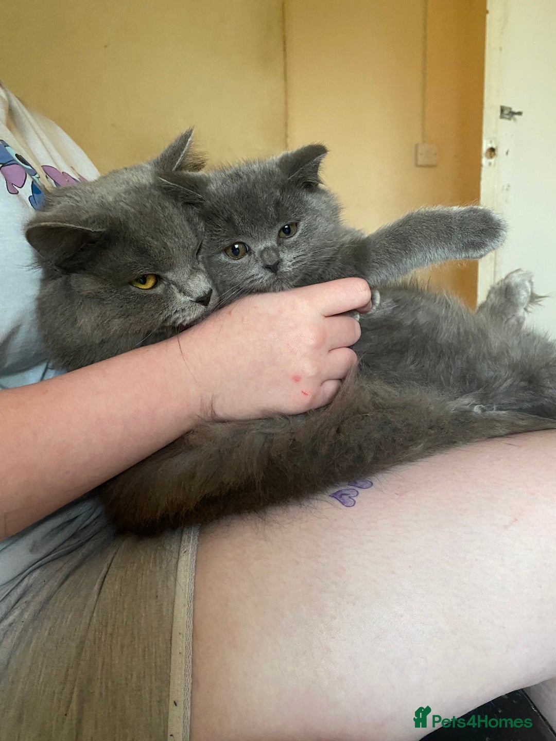 British Shorthair cats for sale: Beautiful litter of baby blues ready  - Image 12