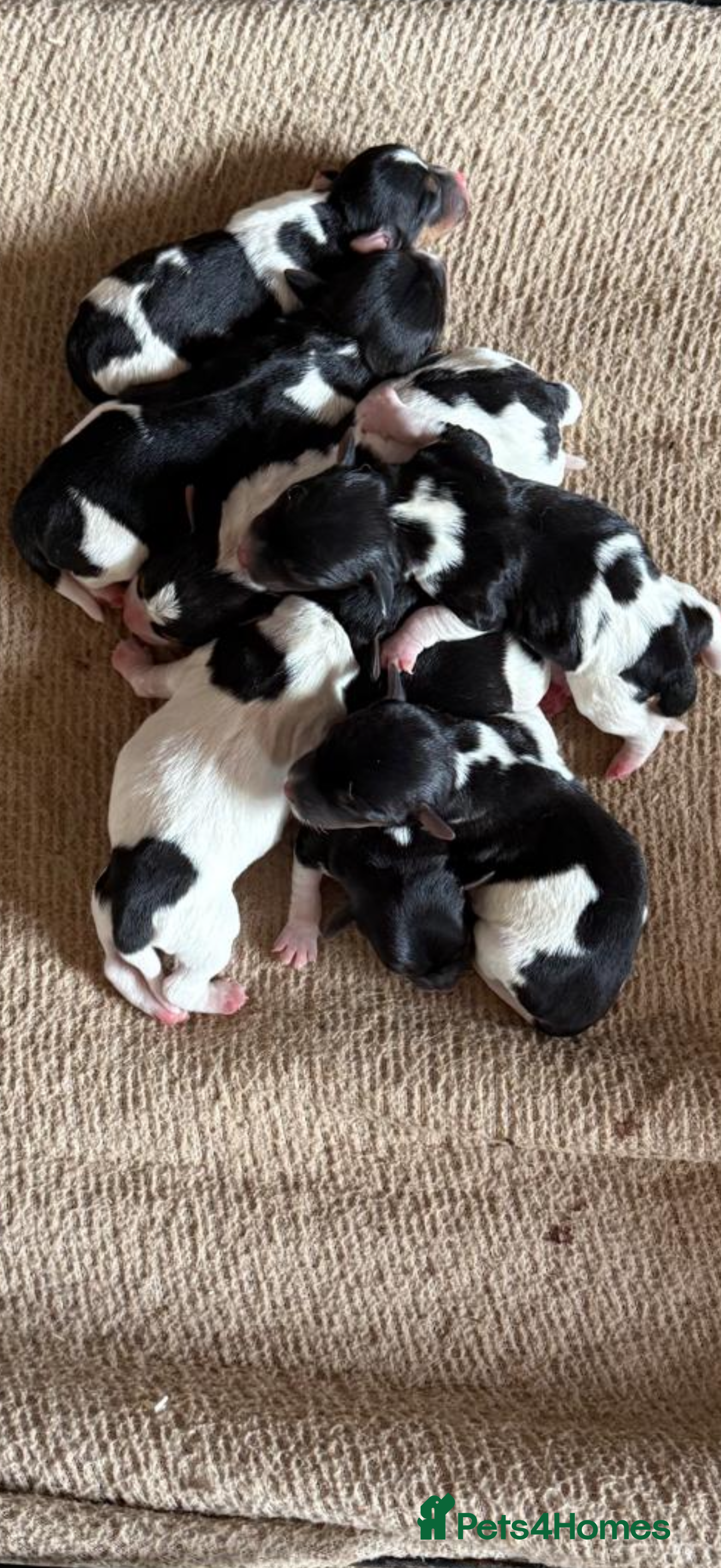 Jack Russell dogs Miniature short legged jack Russell puppies  - Advert 2