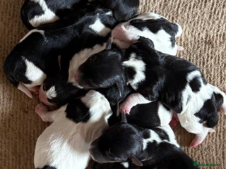 Jack Russell dogs Miniature short legged jack Russell puppies - Advert 2