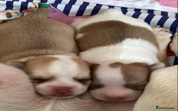 Chihuahua dogs for sale: Stunning Chocolate and white Smooth haired pups - Image 7