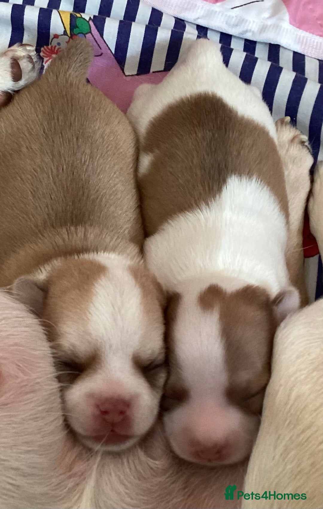 Chihuahua dogs for sale: Stunning Chocolate and white Smooth haired pups - Image 7