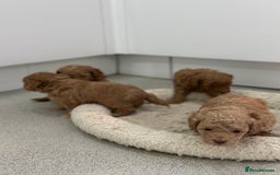 Toy Poodle dogs for sale: Tiny toy poodle boys  - Advert 6