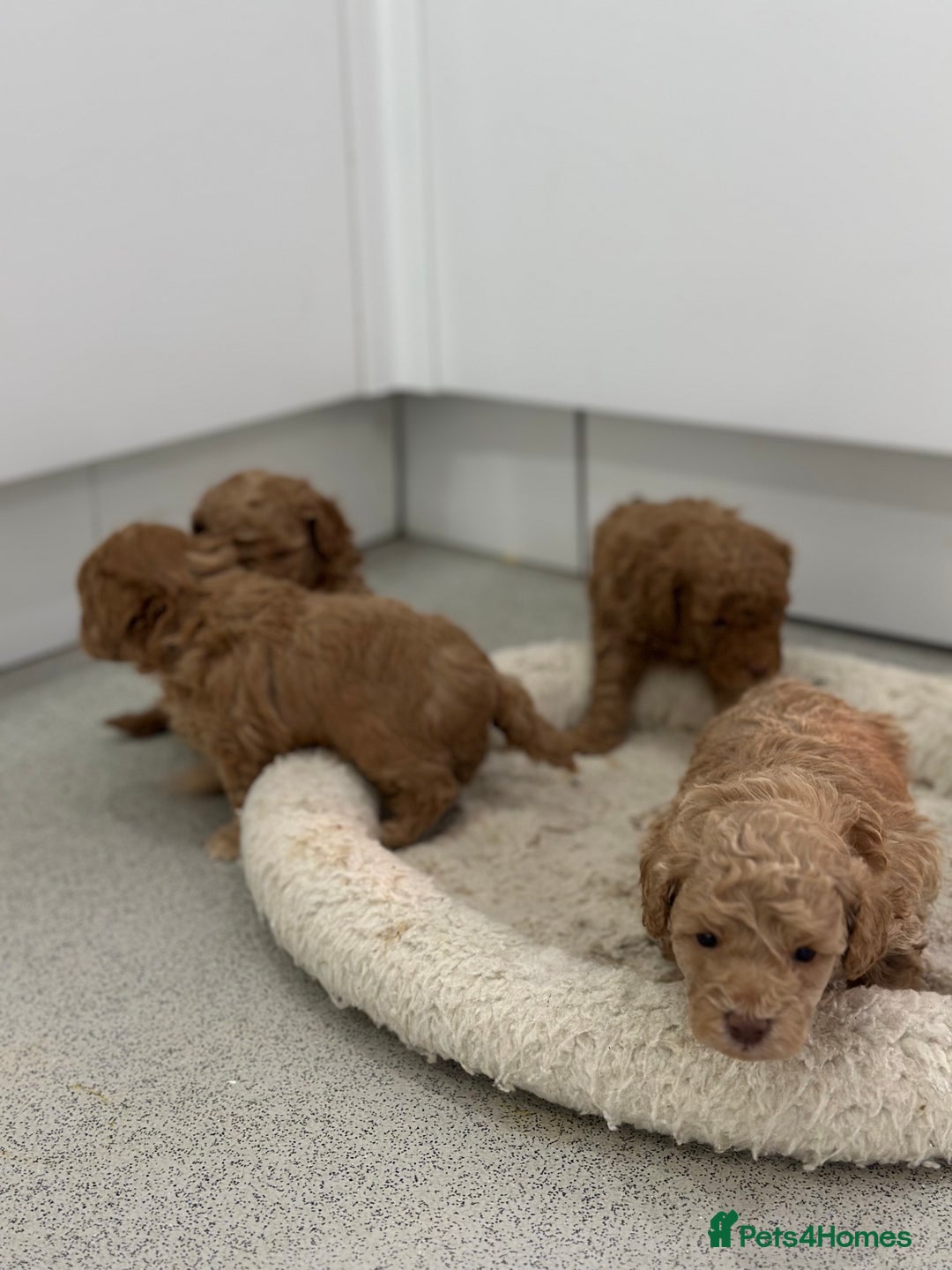 Toy Poodle dogs for sale: Tiny toy poodle boys  - Advert 6