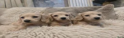 Miniature Dachshund dogs for sale: Pure creams miniature dachshunds  - Advert 7