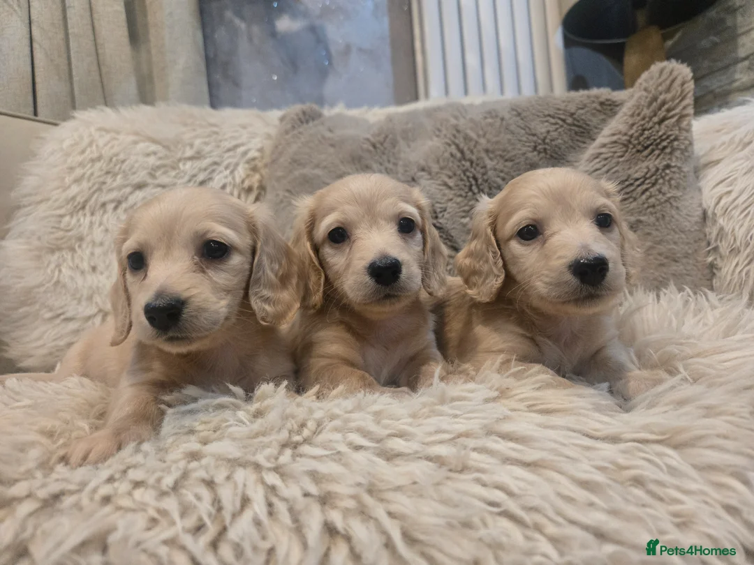 Miniature Dachshund dogs for sale: Pure creams miniature dachshunds  - Advert 7
