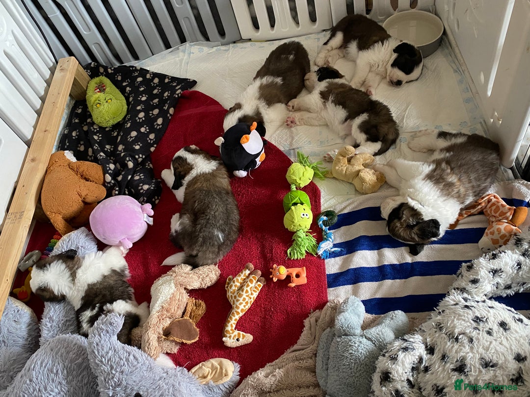Saint Bernard dogs for sale: Gorgeous Saint Bernard puppies looking for homes - Image 19