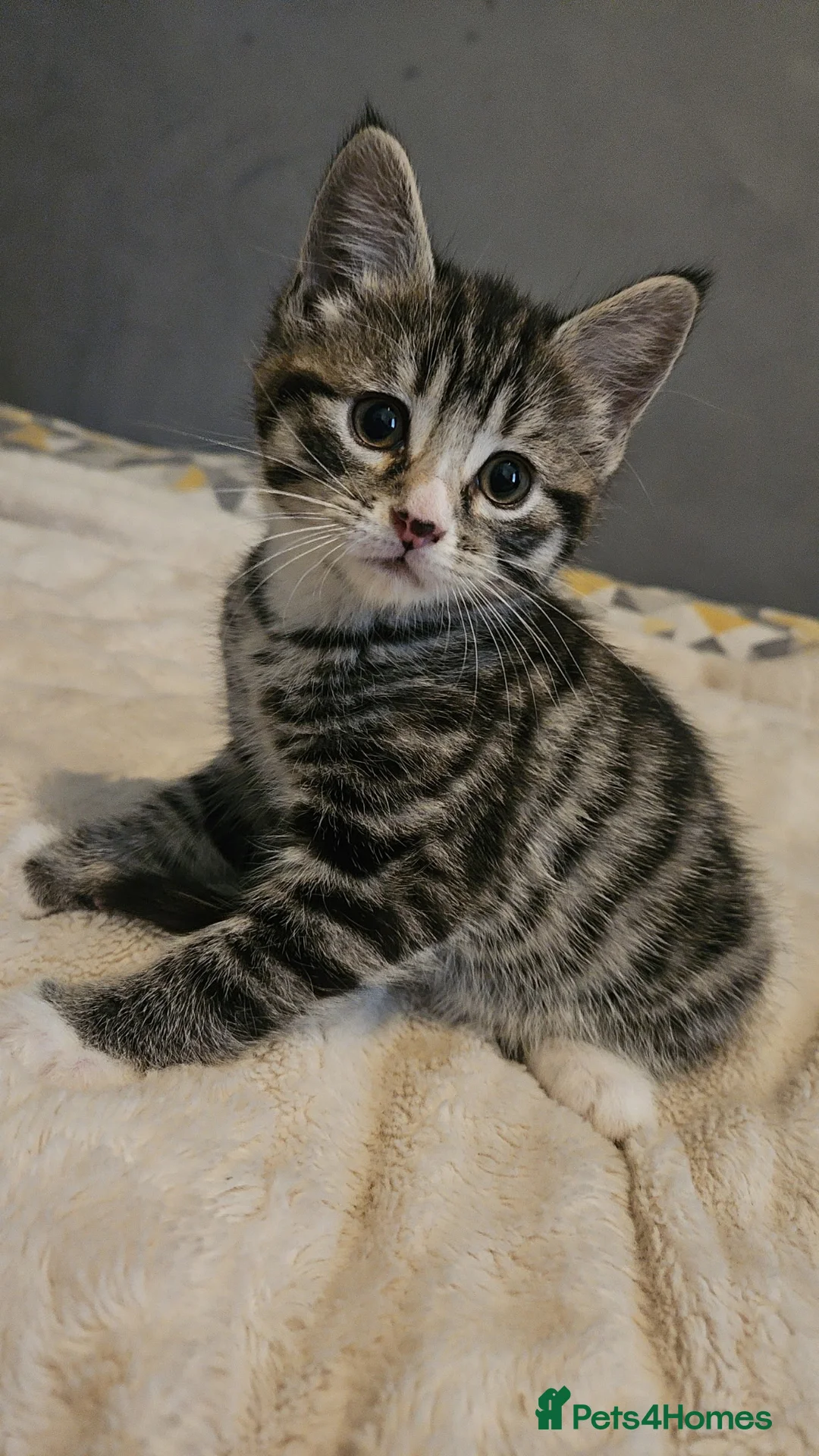 British Shorthair cats for sale: 3 Kittens for sale in Chippenham - Advert 2