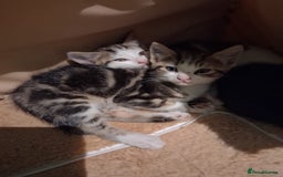 Mixed Breed cats for sale: Three kittens  - Image 8