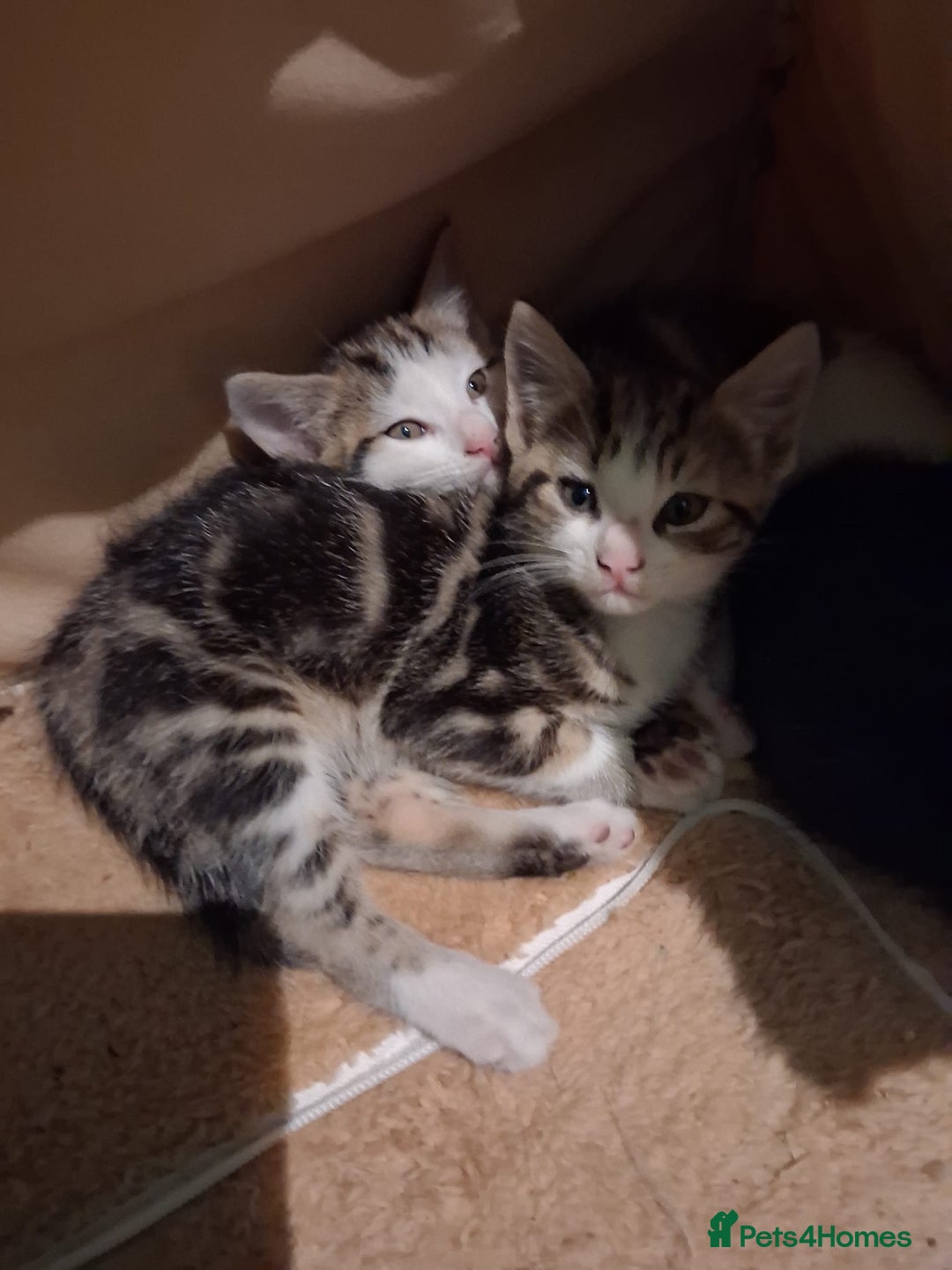 Mixed Breed cats for sale: Three kittens  - Image 8