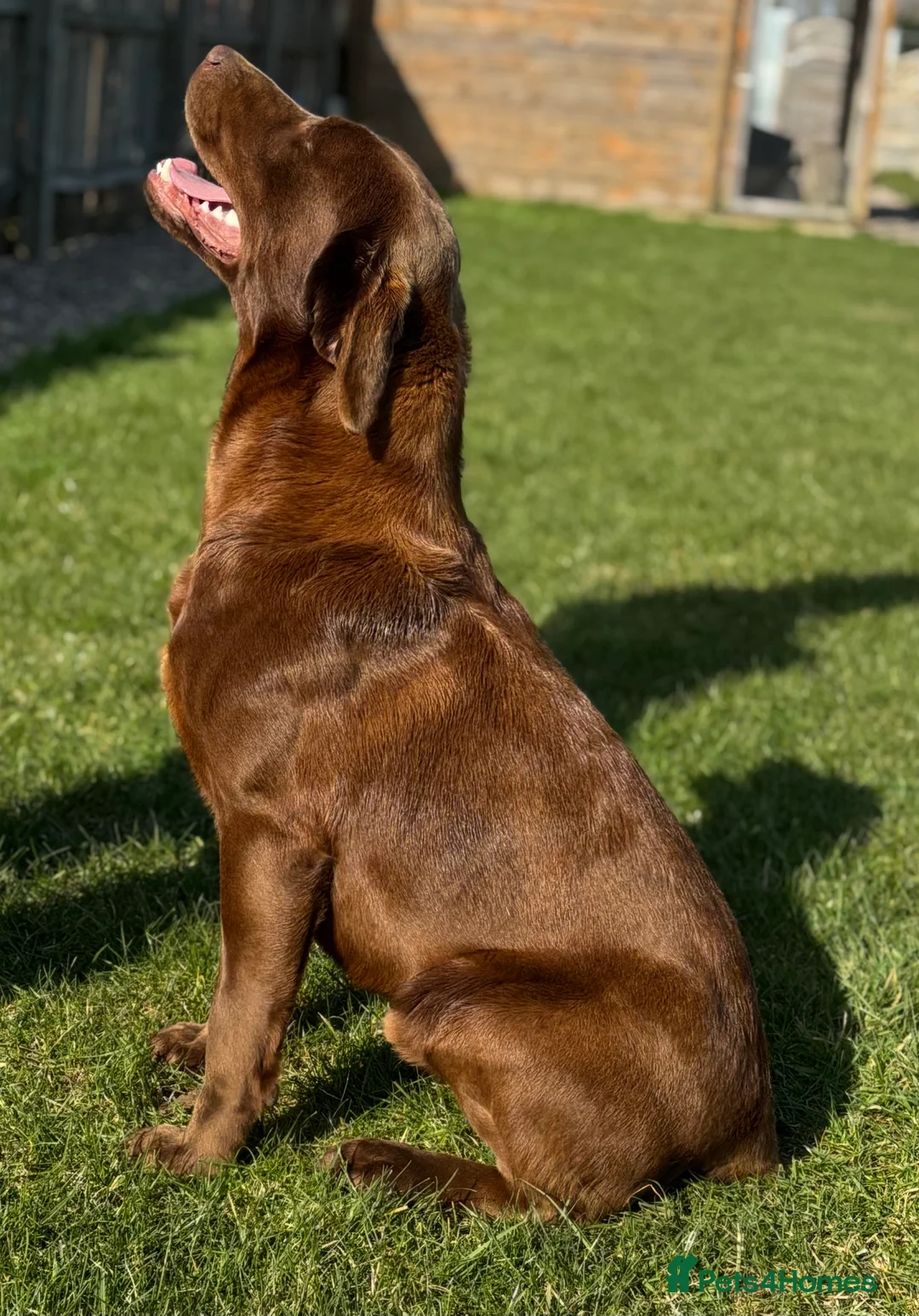 Labrador Retriever dogs for stud: KC Reg Chocolate Stud, 0/0 Hips & FTCH Pedigree in March - Advert 3
