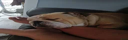 English Bulldog dogs for stud: Harry Fawn English Bulldog - Advert 4