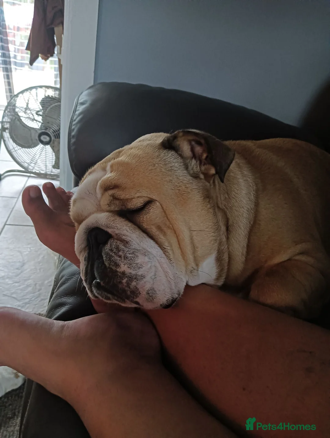 English Bulldog dogs for stud: Harry Fawn English Bulldog - Advert 7