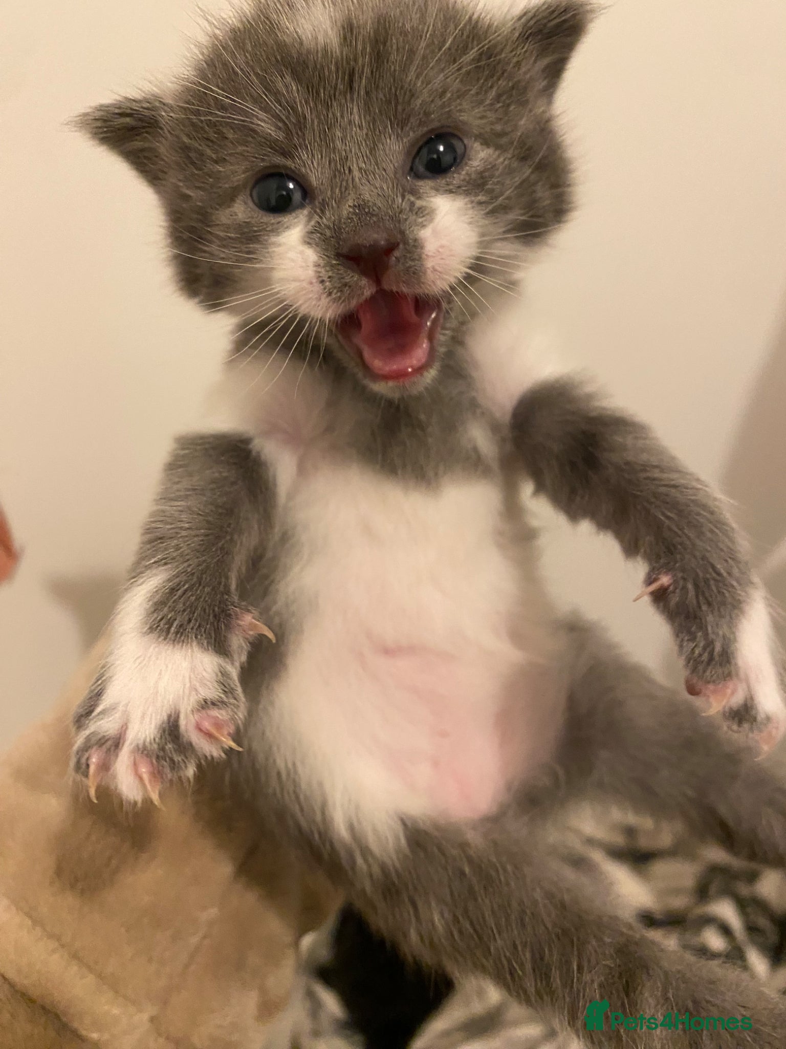 Mixed Breed cats 2 beautiful kittens for sale - Advert 15