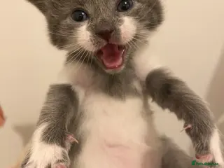 Mixed Breed cats 2 beautiful kittens for sale - Advert 15