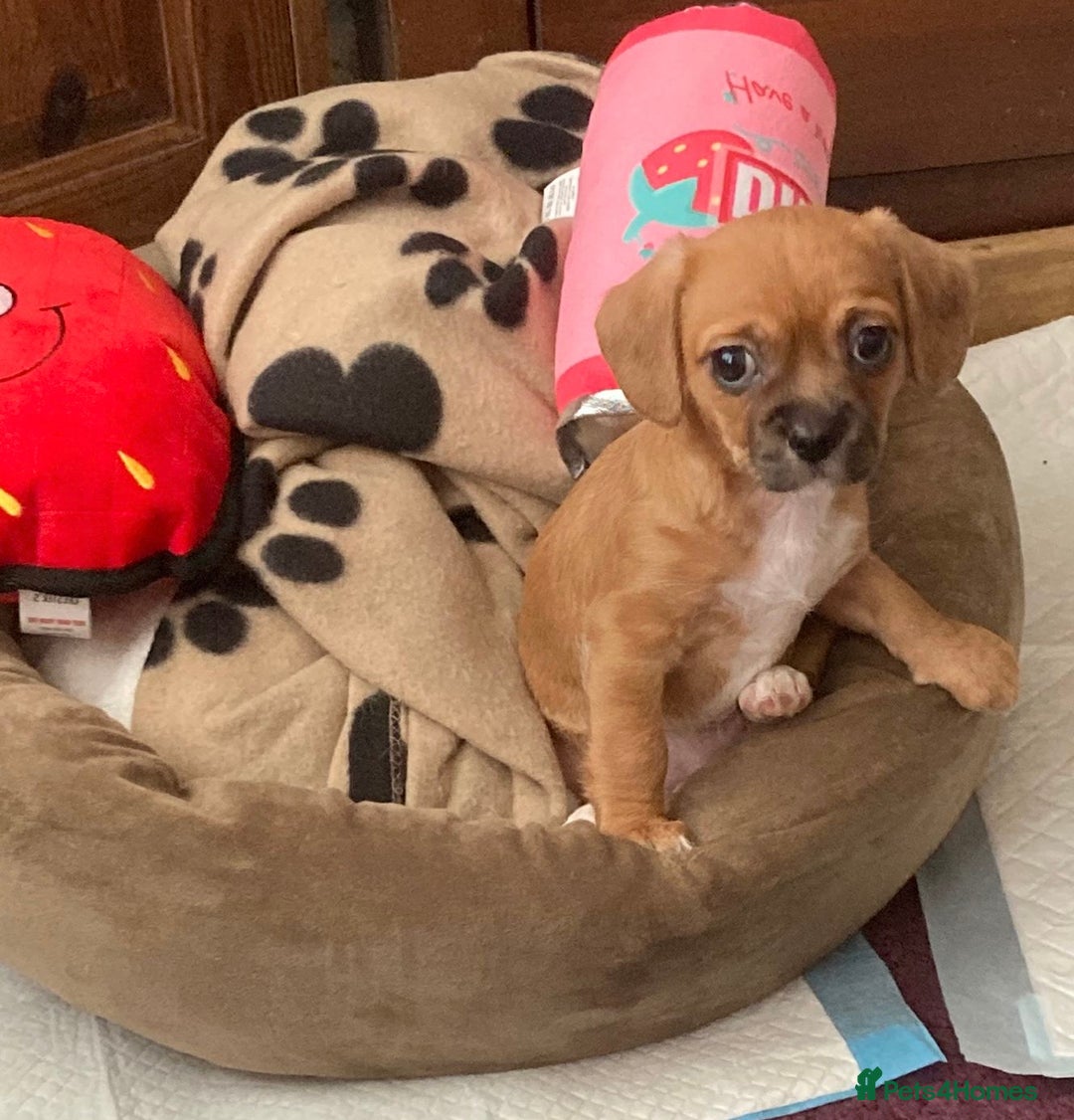 Mixed Breed dogs for sale: Female  - Image 5