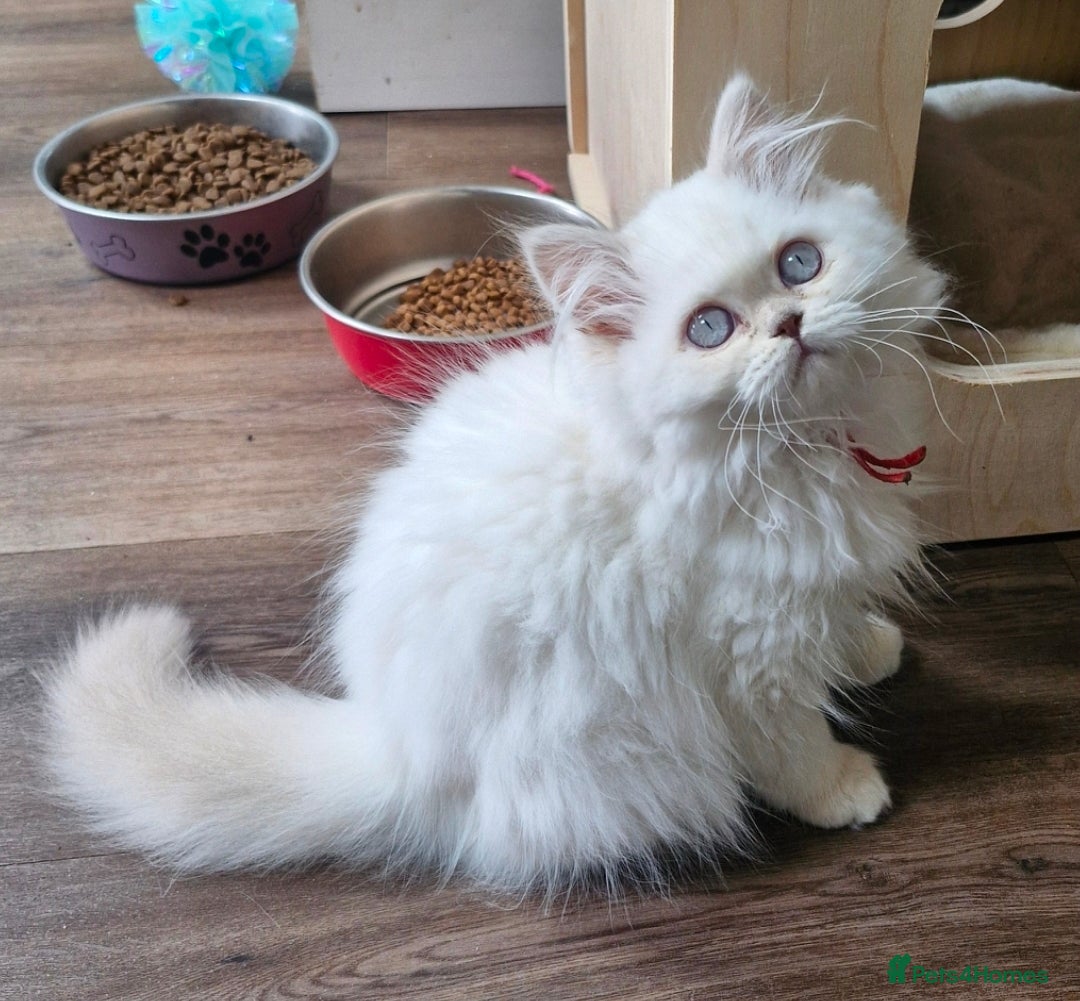 British Longhair cats British longhair and shorthair  - Advert 17