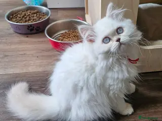 British Longhair cats British longhair and shorthair - Advert 17