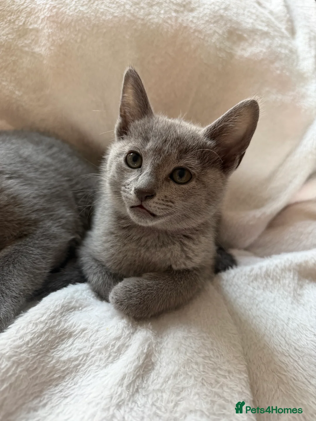 Russian Blue cats for sale: Russian blue TICA registered kittens  - Advert 17