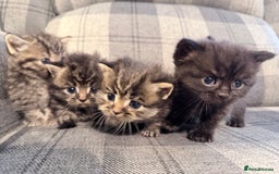 Mixed Breed cats for sale: British shorthair cross kittens - Image 3
