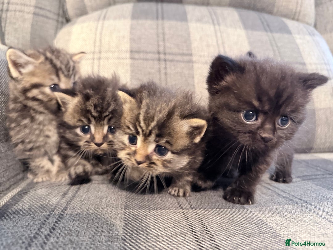 Mixed Breed cats for sale: British shorthair cross kittens - Image 3