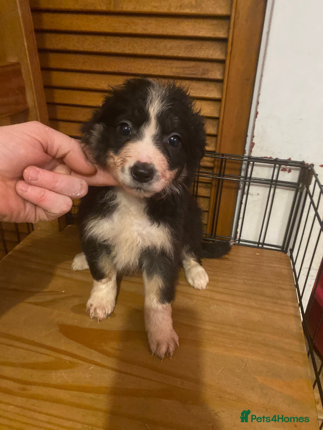 Border Collie dogs for sale: Border collie pups - Image 10