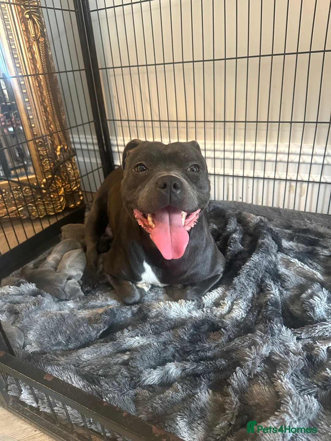 Staffordshire Bull Terrier dogs for sale: Staffordshire Bull Terrier Pups for Sale 🩶 - Advert 9