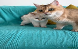 British Longhair cats for sale: British Longhair and Shorthair kittens for sale - Image 23