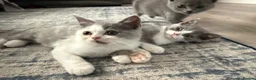 British Shorthair cats for sale: BSH kittens  - Advert 7