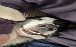 Border Collie dogs for sale: Billy 3 year old border collie - Image 8