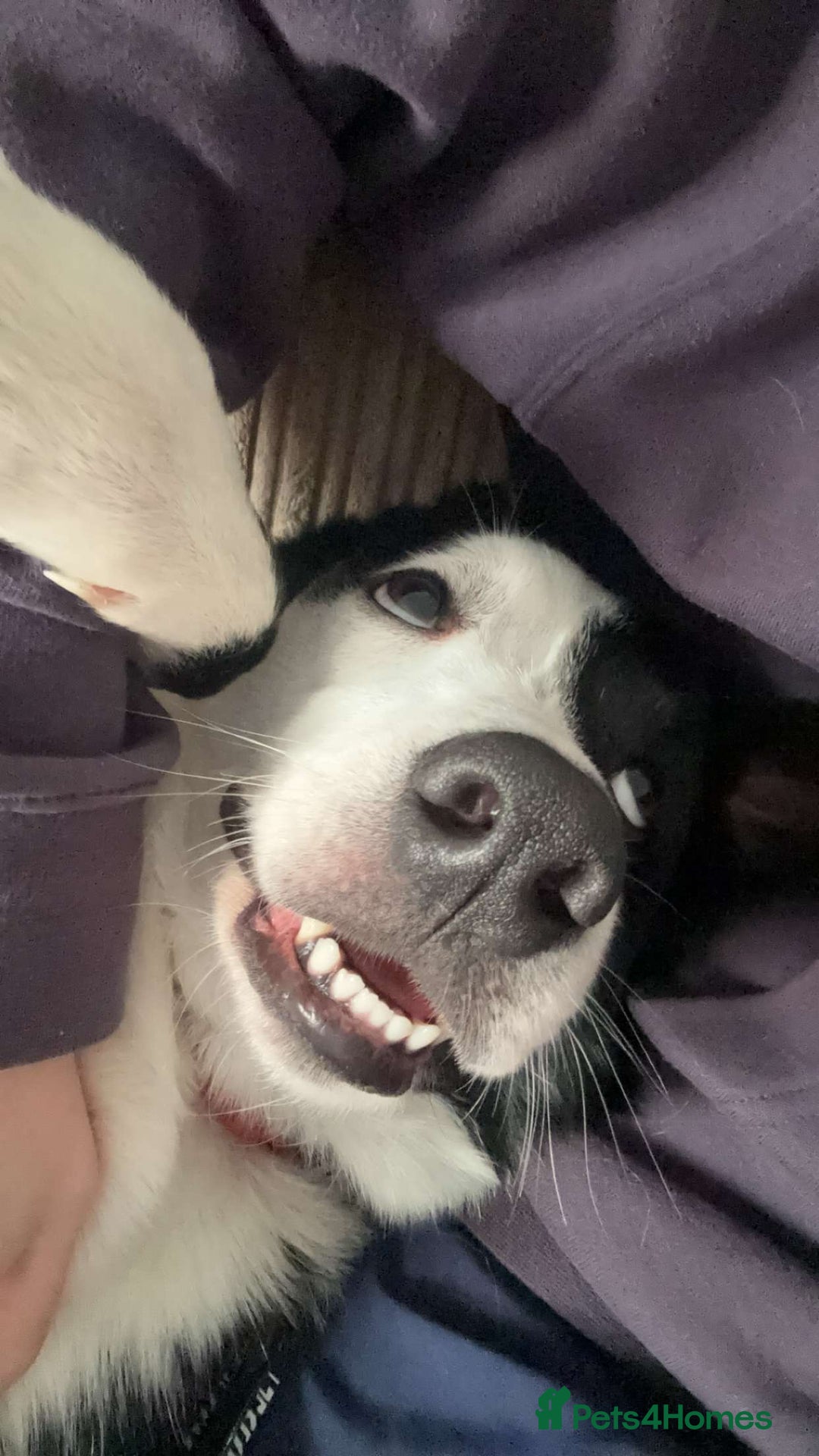 Border Collie dogs for sale: Billy 3 year old border collie - Image 8