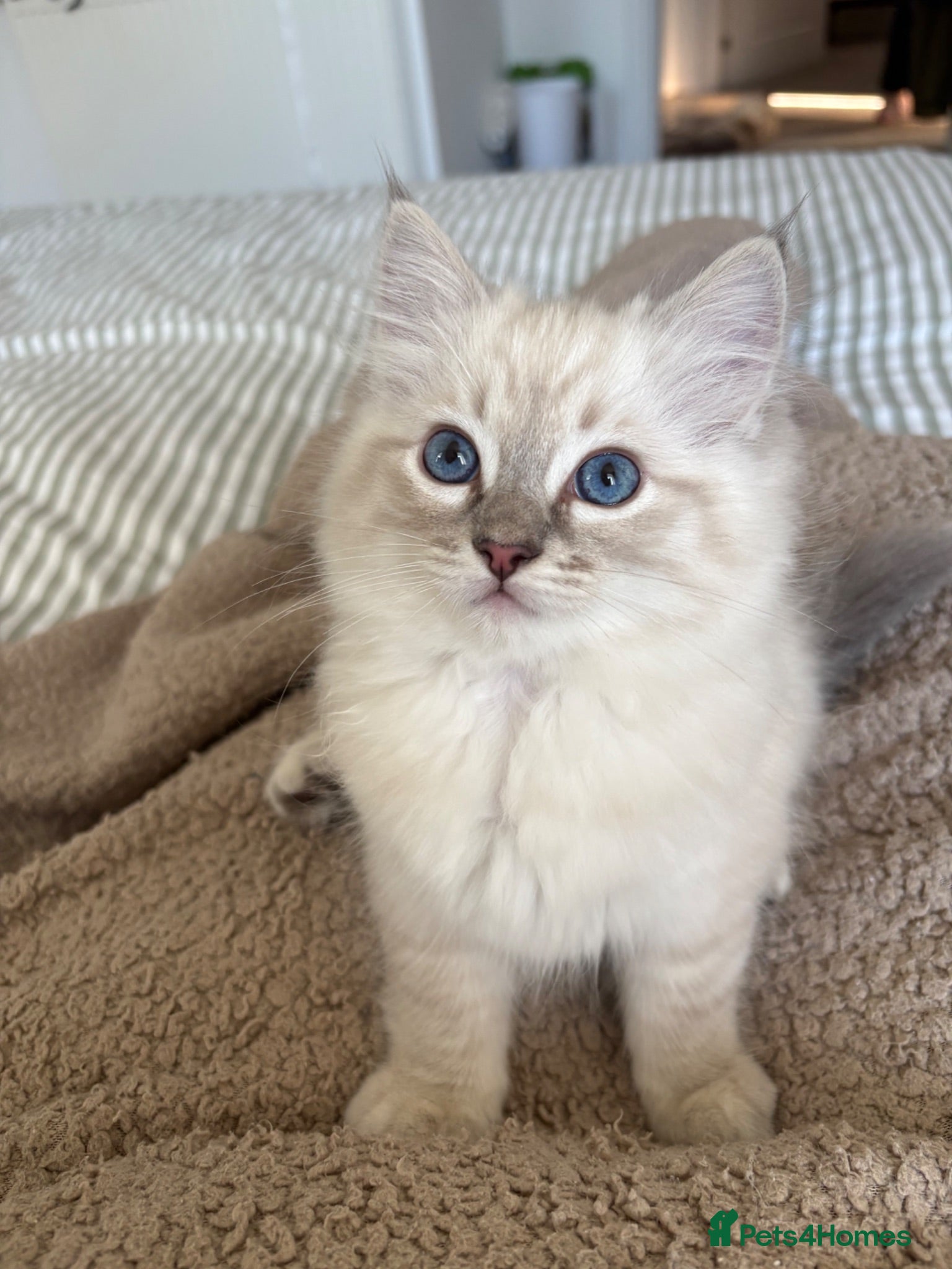 Ragdoll cats Ragdoll kitten Boy  - Advert 2