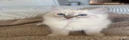 Ragdoll cats for sale: Ragdoll kitten Boy  - Advert 1
