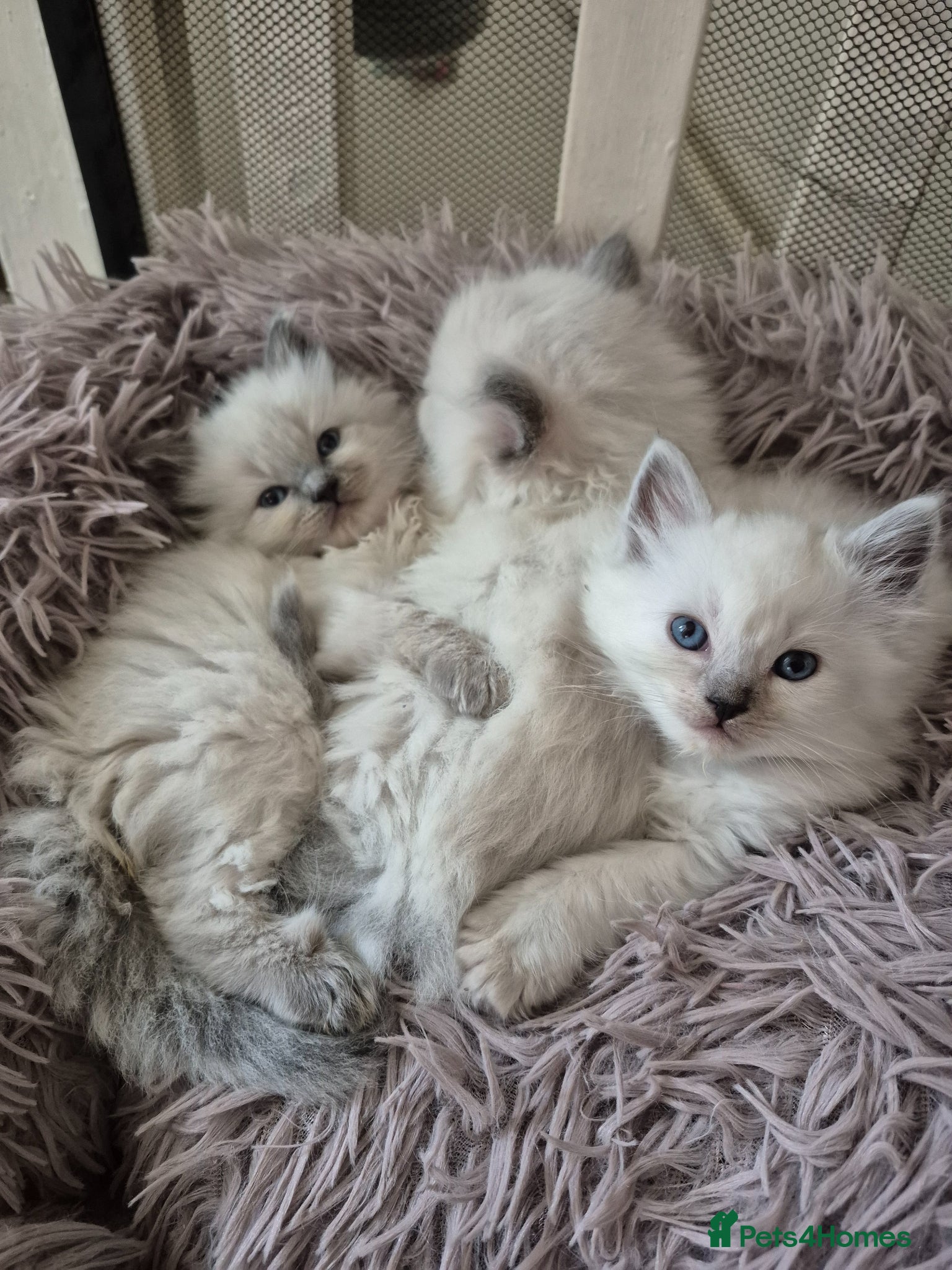 Ragdoll cats Quality Ragdoll Kittens (3 males, 3 females) - Advert 16